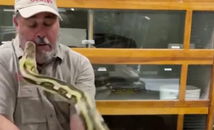 Serpente reagisce