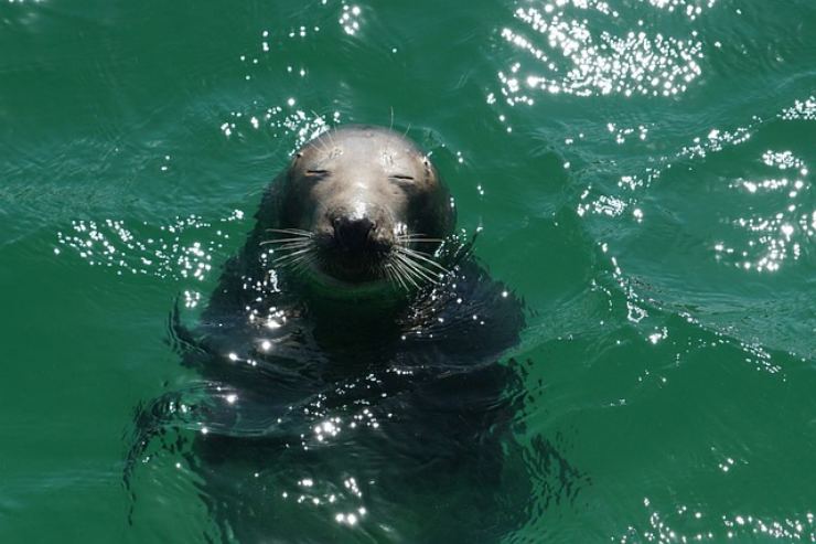 Foca monaca nel mare pugliese