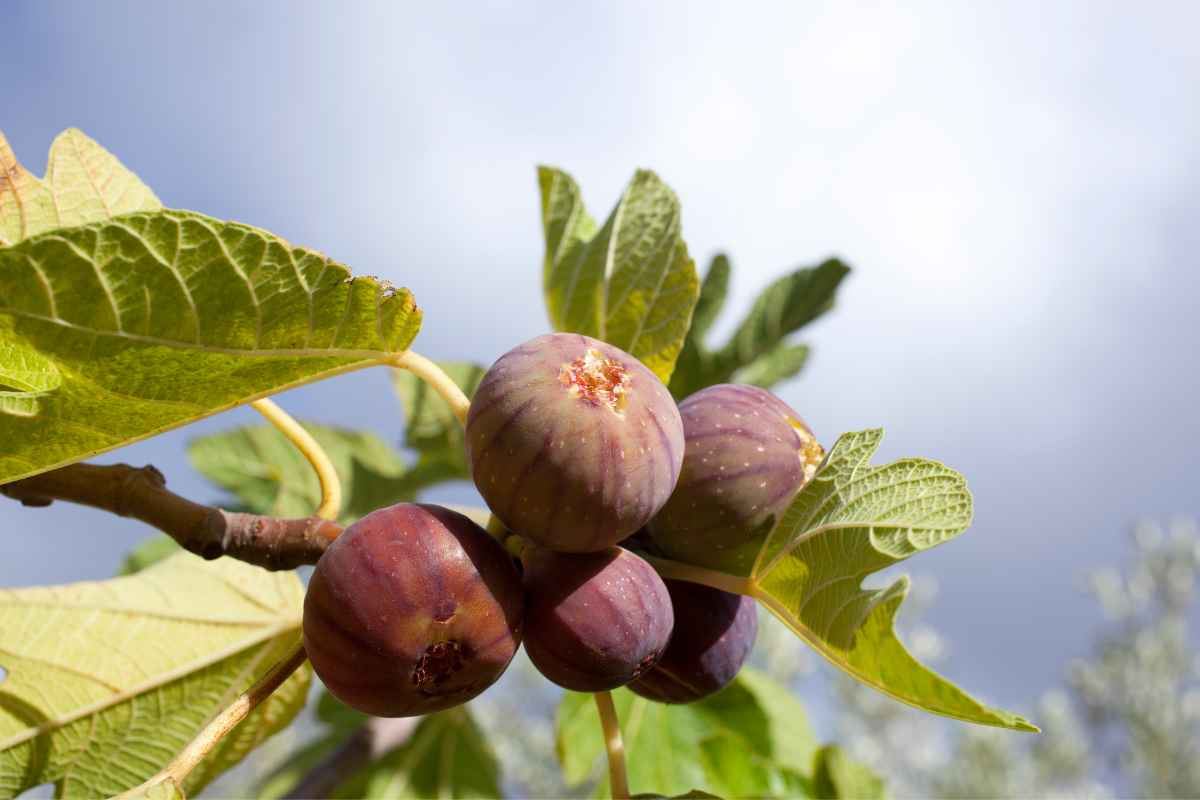 Higos deliciosos para comer