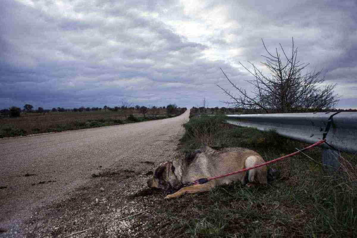 storia cane abbandonato