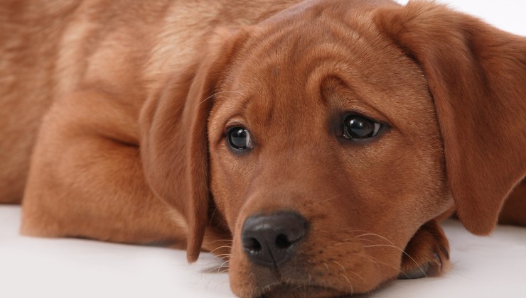 questa cagnolina ha fatto spaventare i padroni