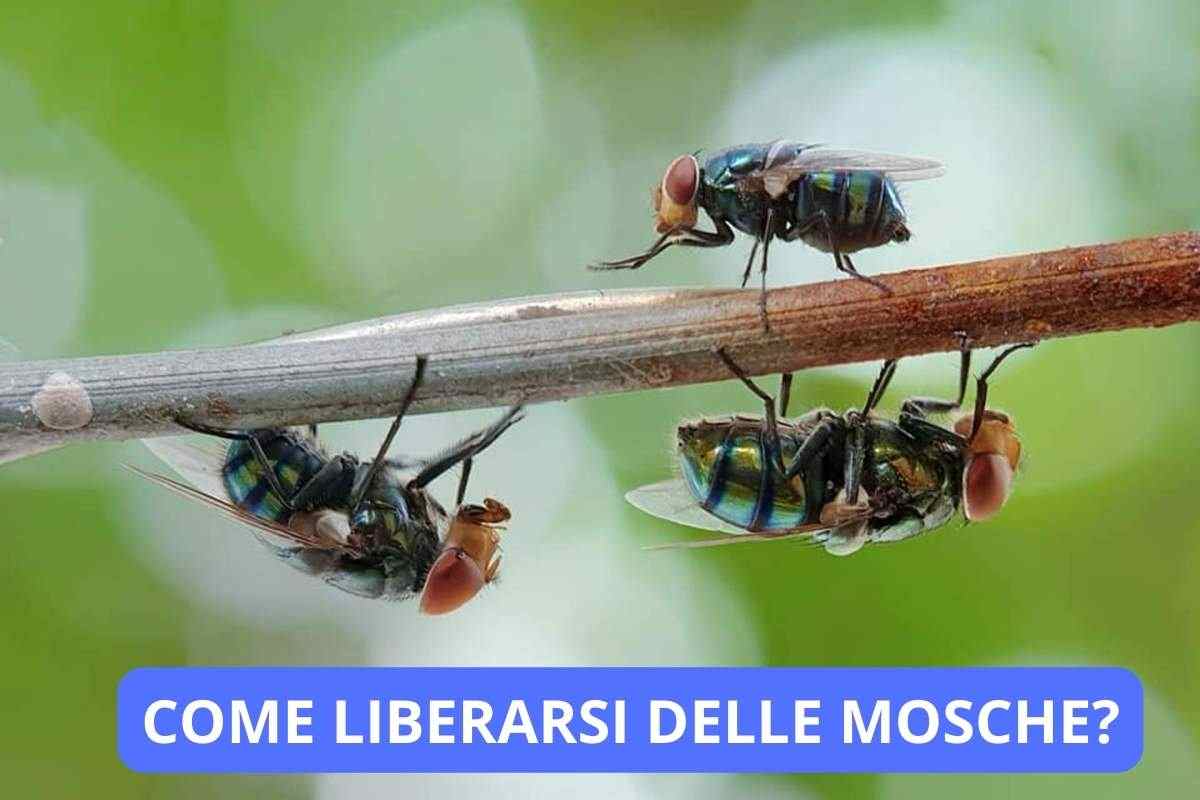 come liberarsi dalle mosche