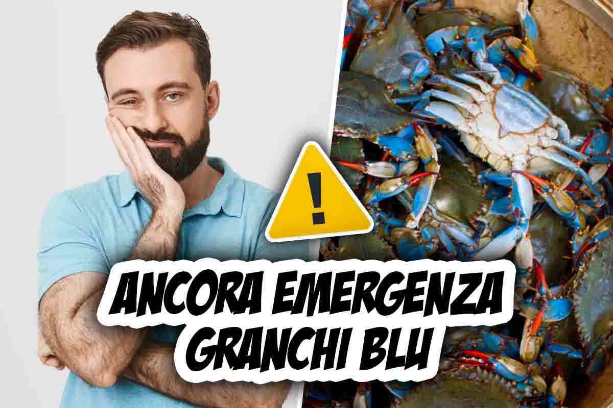 continua l'emergenza dei granchi blu