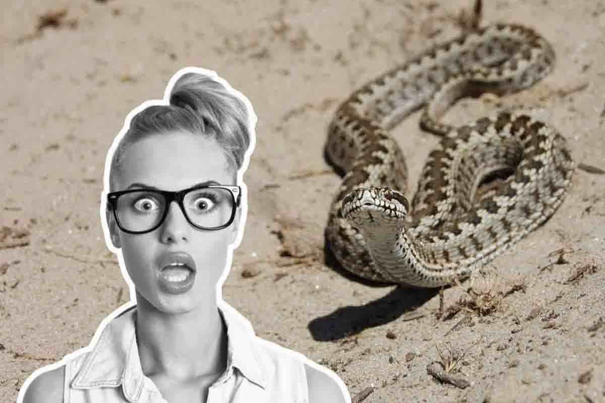 morso vipera