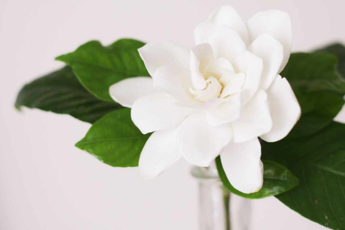 Tutto quello che c'è da sapere sulla gardenia