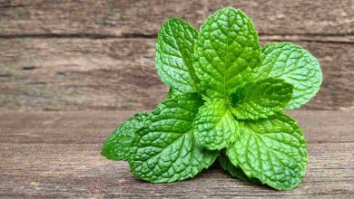 perché fa bene bollire delle foglie di menta