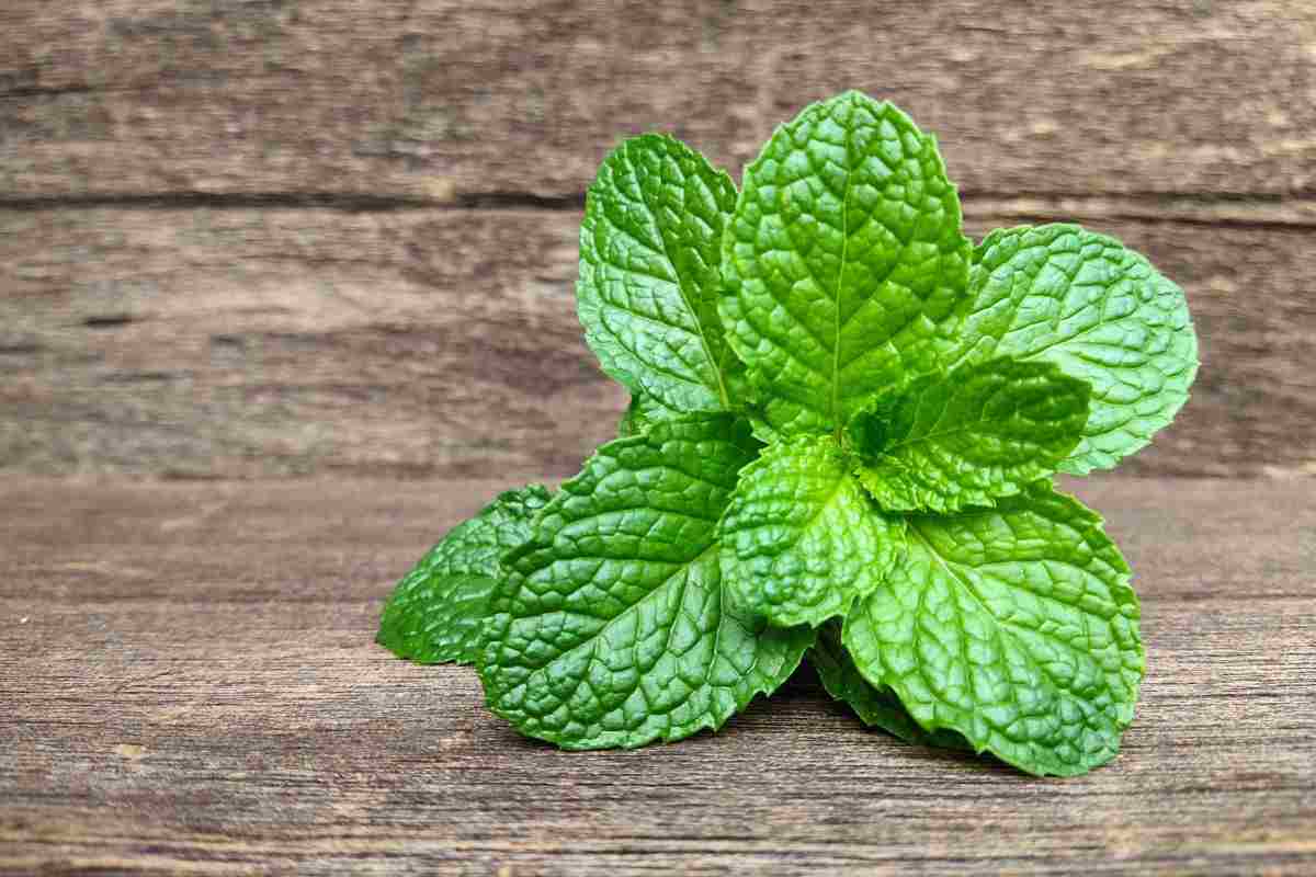perché fa bene bollire delle foglie di menta