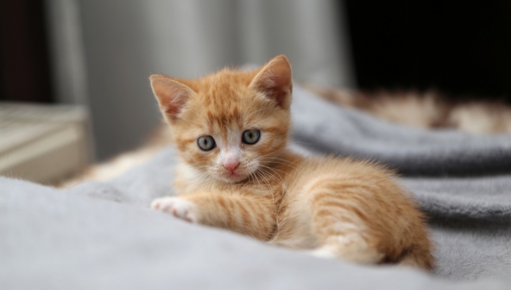 gattino con le zampe ingessate, la triste storia