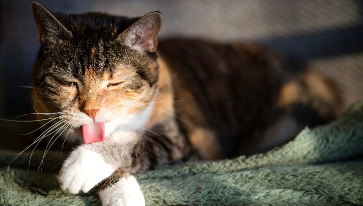 sai perché il tuo gatto si lecca sempre?