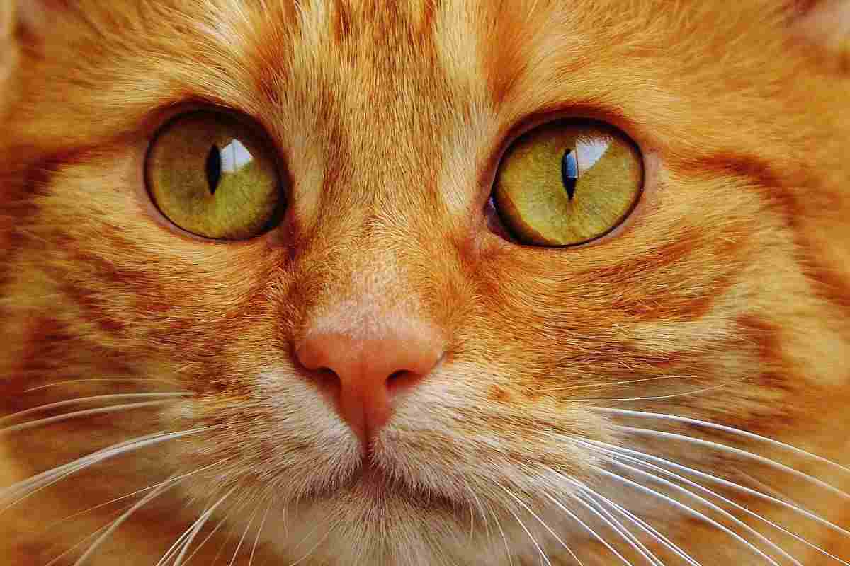 Nelson, il gatto che si è trovato da solo