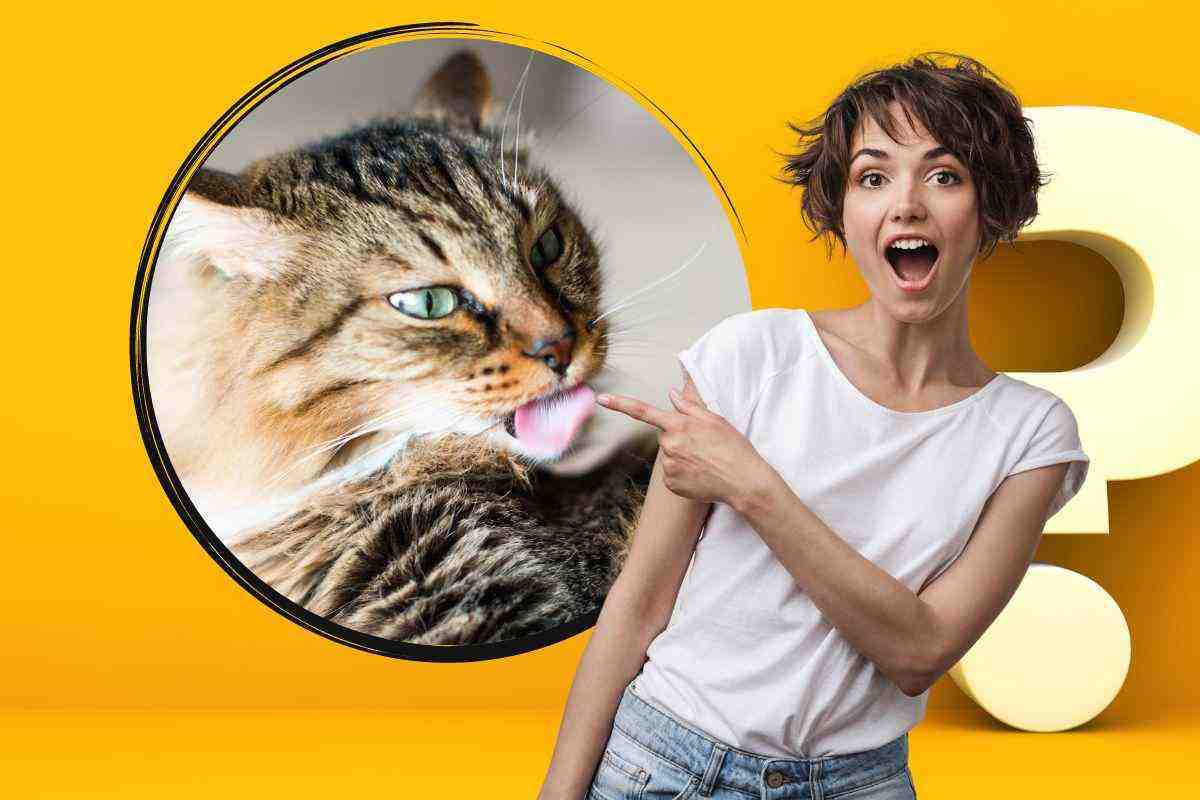 motivo gatto lecca continuamente