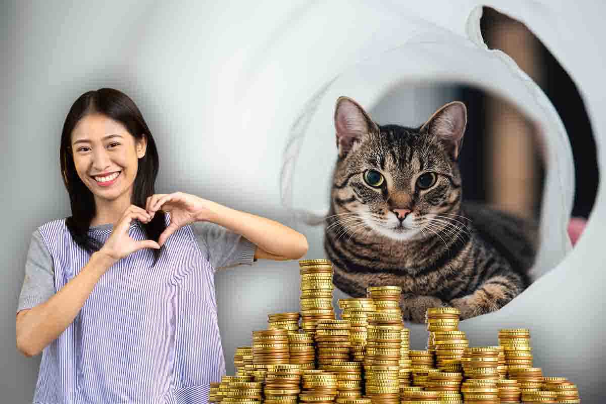 catt sitter mestiere remunerativo