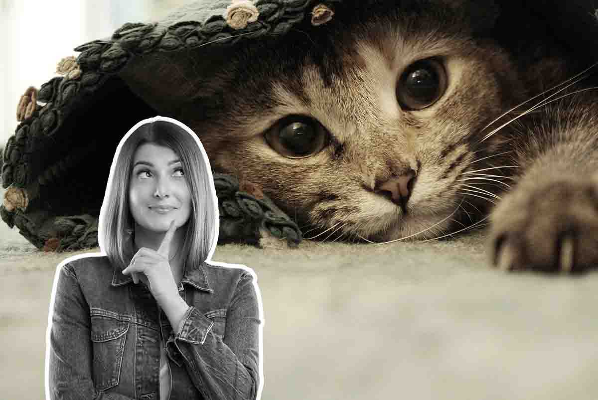Ecco come è stato ritrovato questo gatto