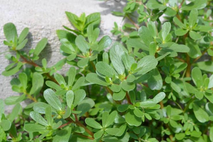 portulaca proprietà