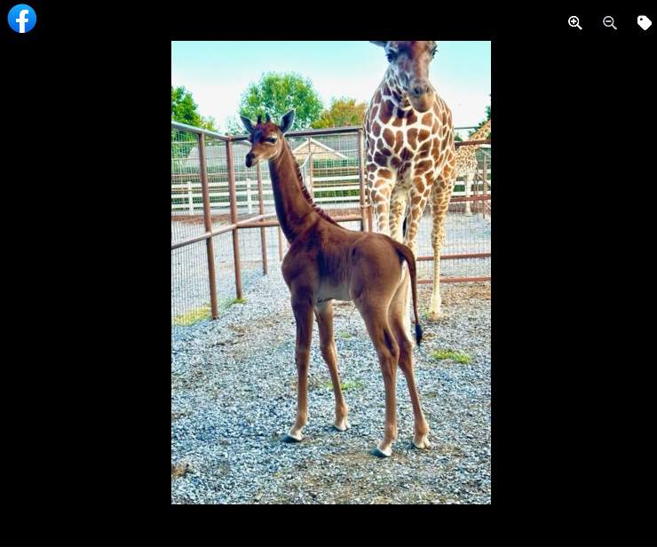 giraffa senza macchie