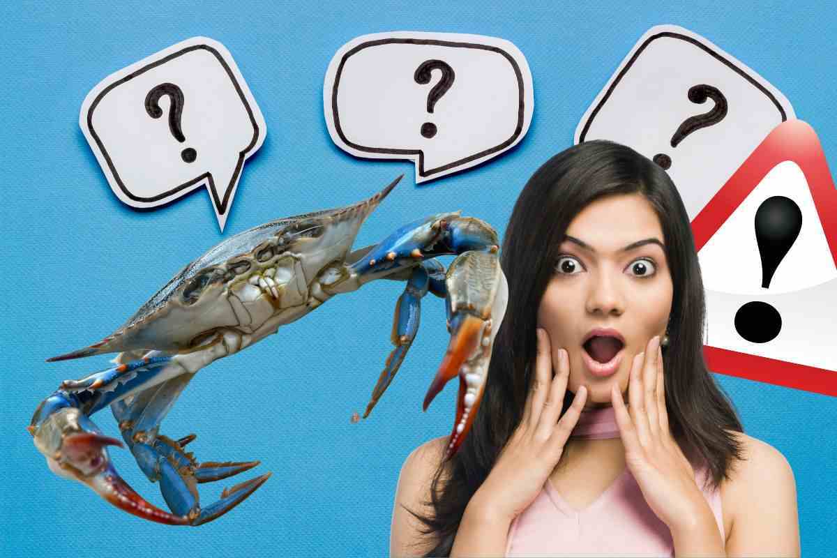 conosci i granchi blu e i loro pericoli?