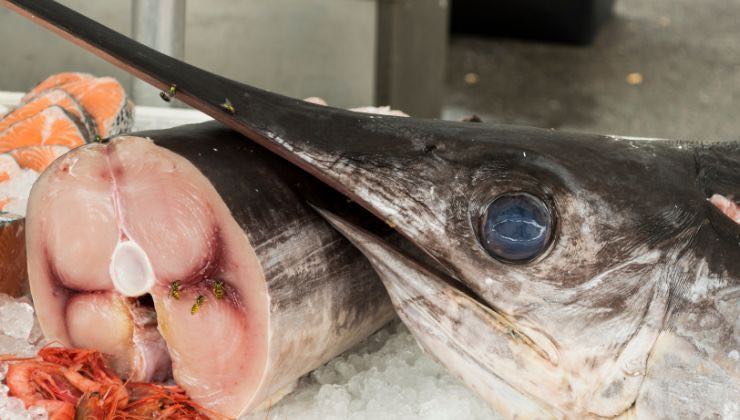 i pesci che contengono mercurio