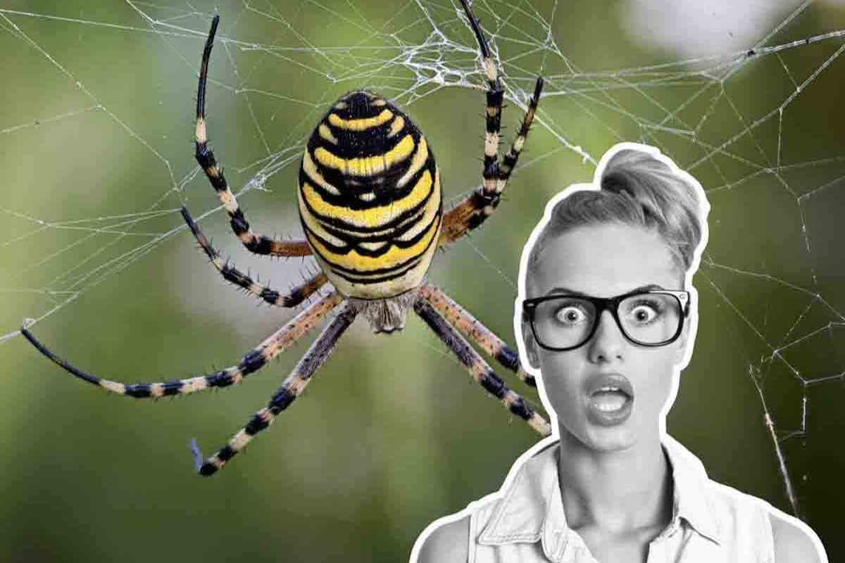 il ragno più vecchio del mondo