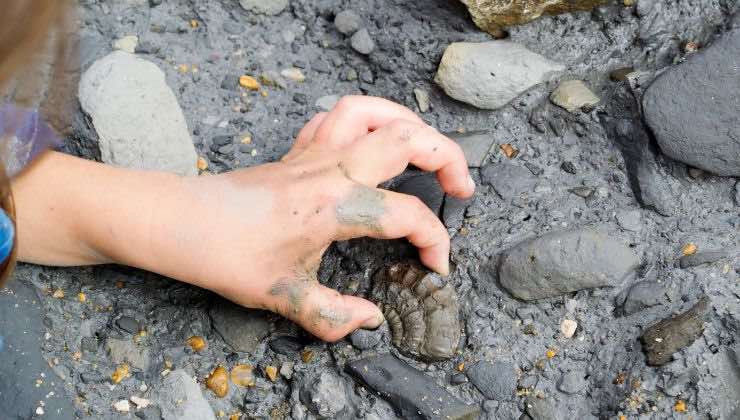 il ragno più vecchio del mondo
