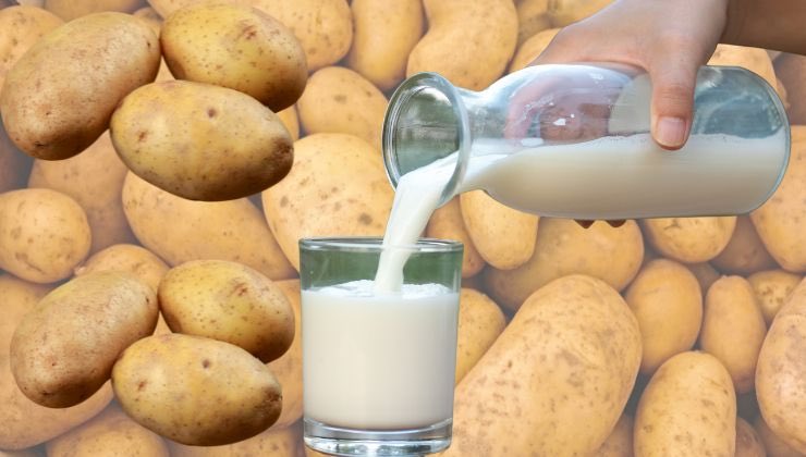latte patate scoperta