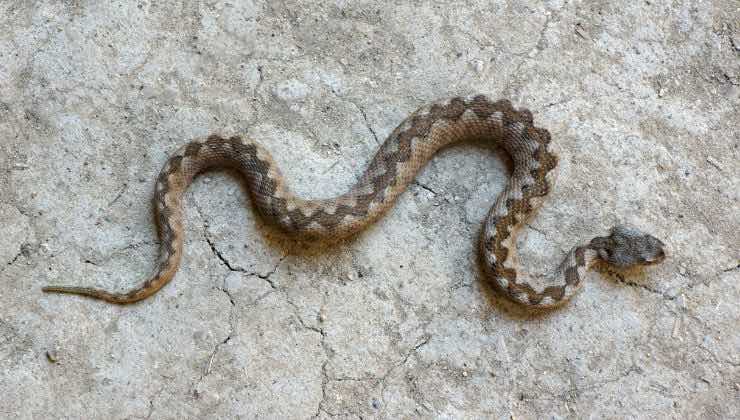 caratteristiche del serpente dei record