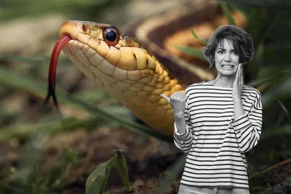 caratteristiche del serpente dei record