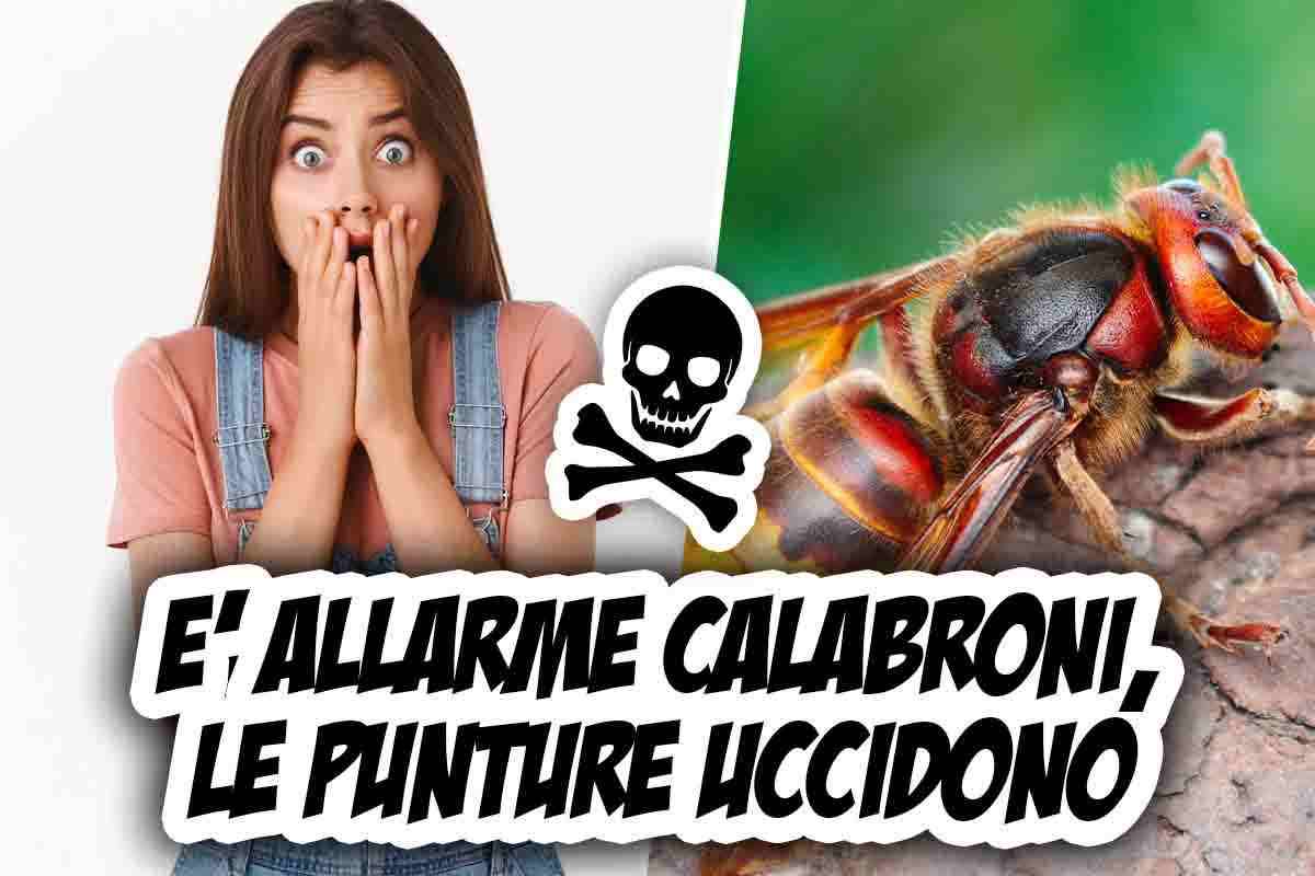 come medicare punture calabroni
