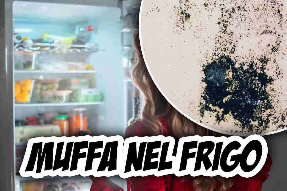 muffa nel frigorifero come evitarla
