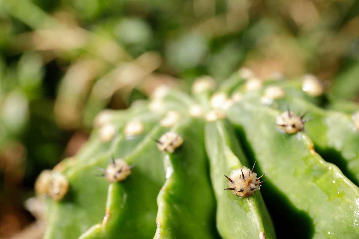 Pianta pericolosa