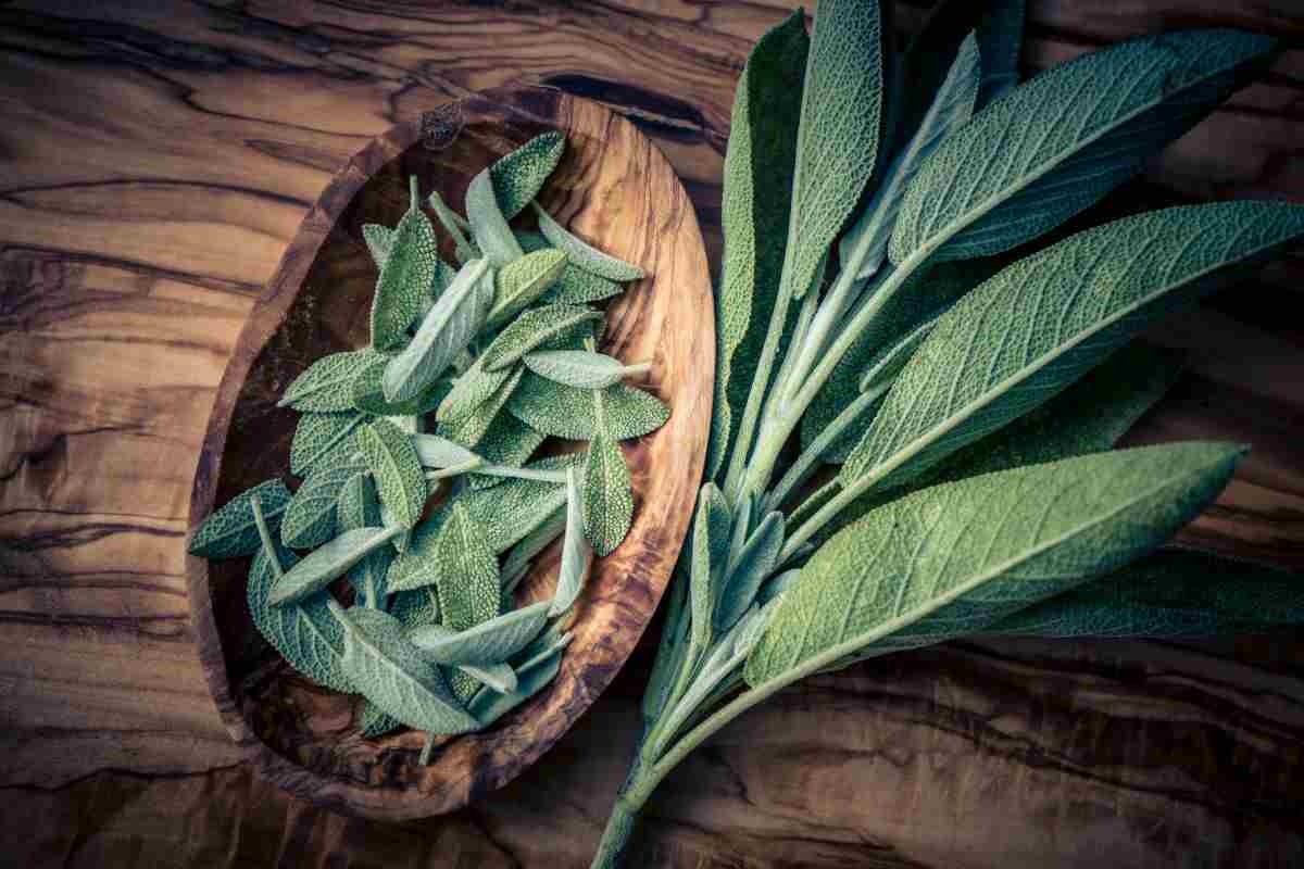 come usare la salvia in casa