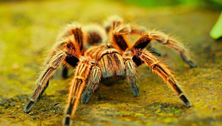 trovato un ragno con i peli dorati