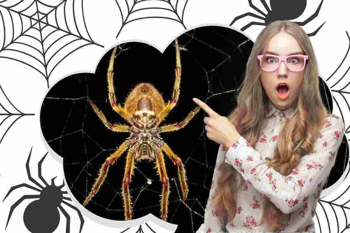 trovato un ragno con i peli dorati