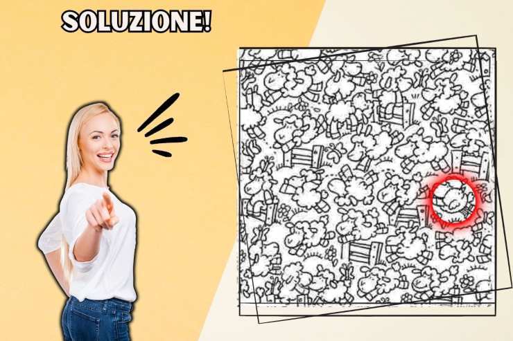 soluzione test pollo