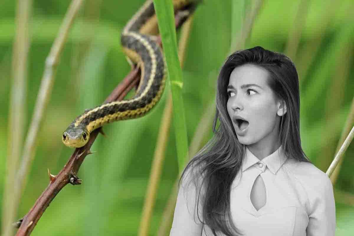 trovato un serpente in un luogo inaspettato