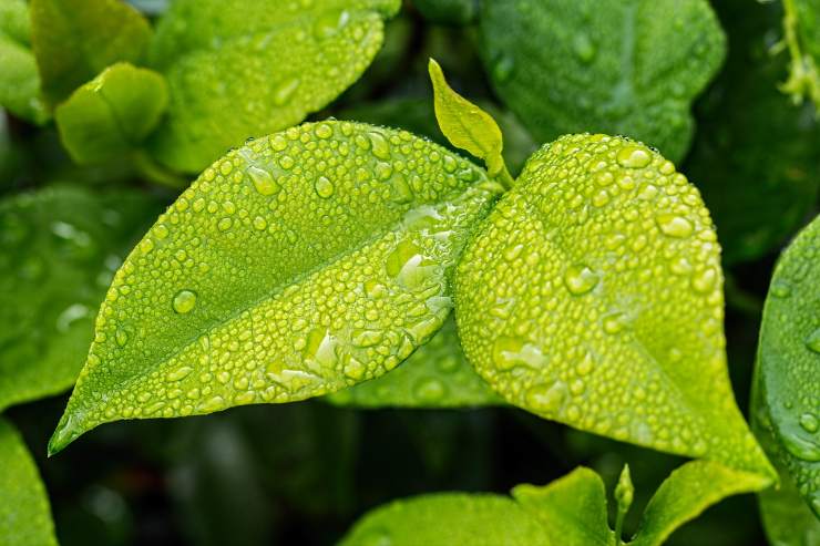 Benefici dell'acqua clorofilliana