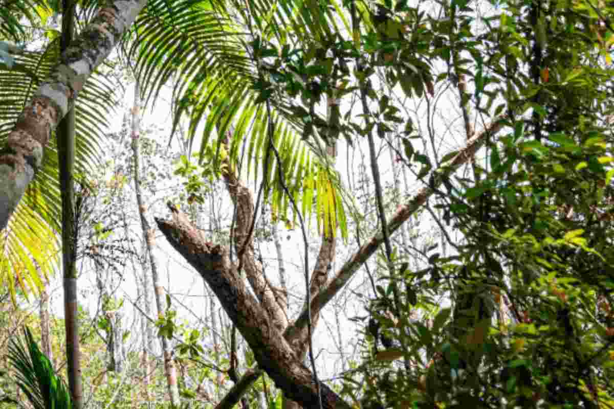 dettagli storia albero pernambuco 186 anni