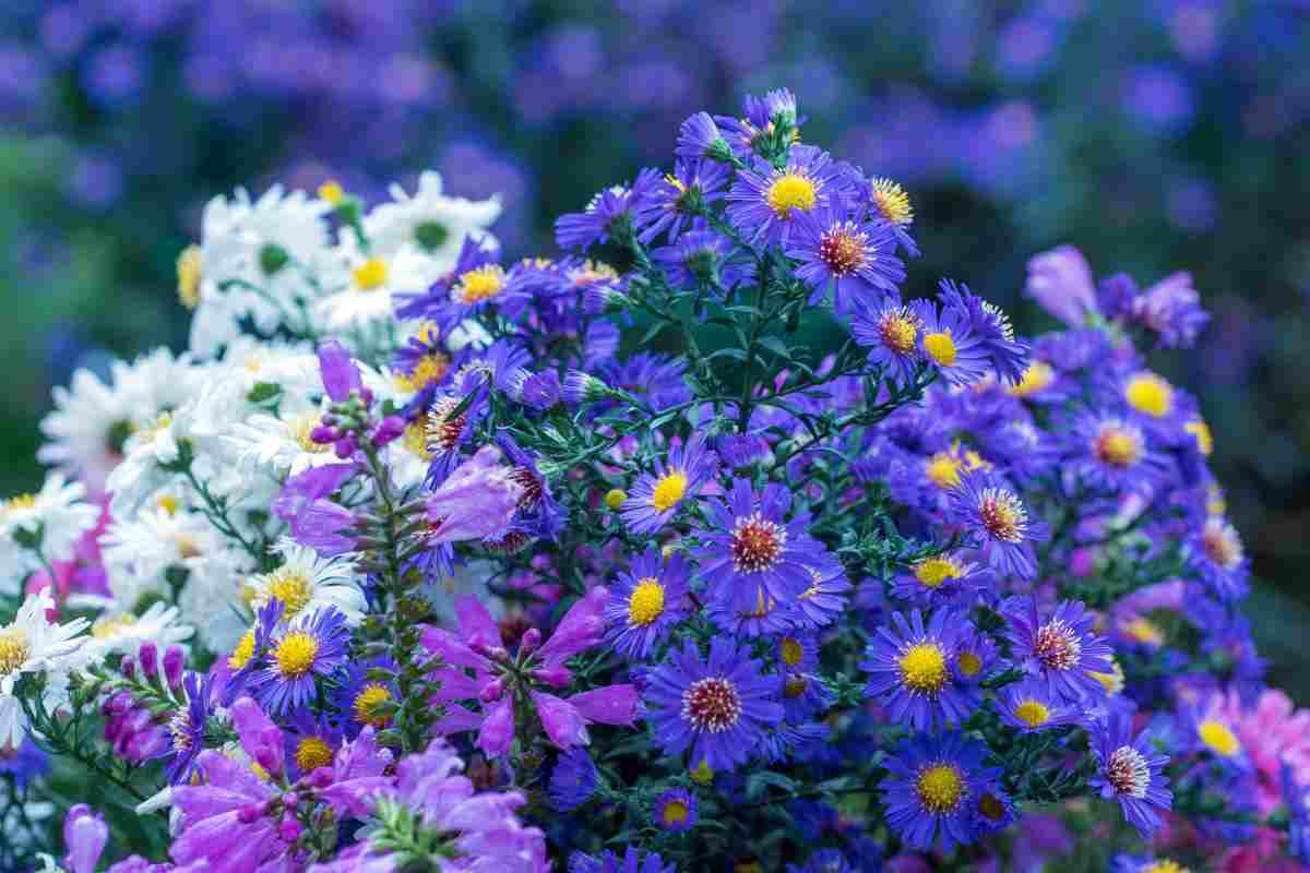 un balcone fiorito in autunno: ecco come