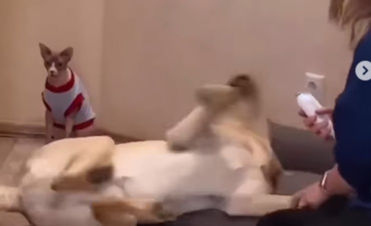 Cane cade