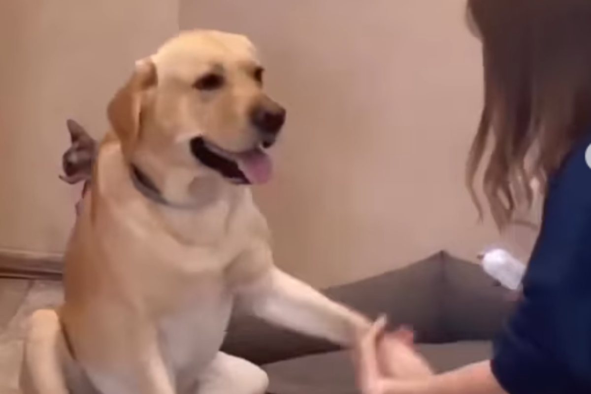 Cane reagisce male