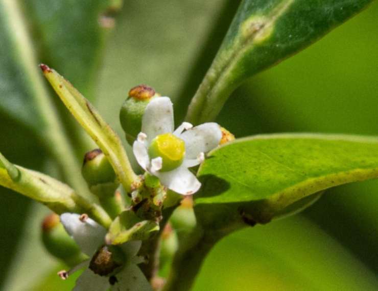 Fiore albero secolare