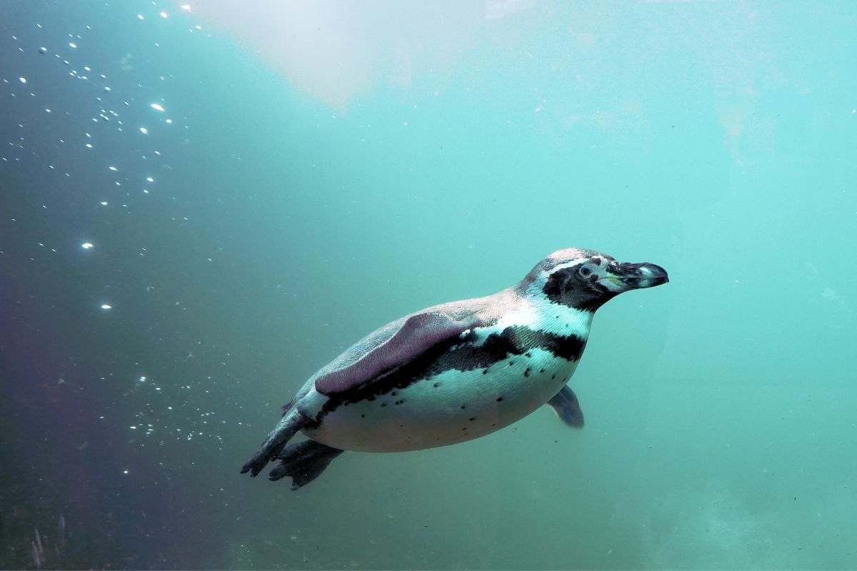 cimiteri per piccoli pinguini: cosa sta accadendo in Nuova Zelanda?