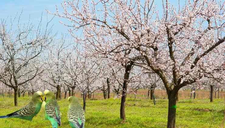 Pappagalli in Puglia devastano il territorio