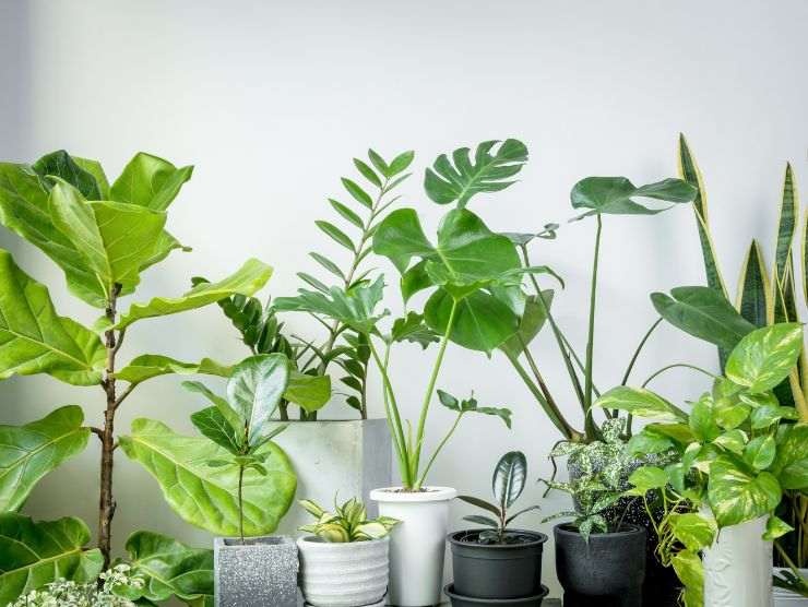 piante interno casa poca manutenzione