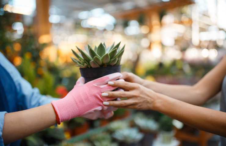 Lidl: trovi le piante a meno di 3 euro