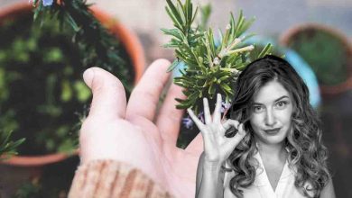 Rosmarino: la cura