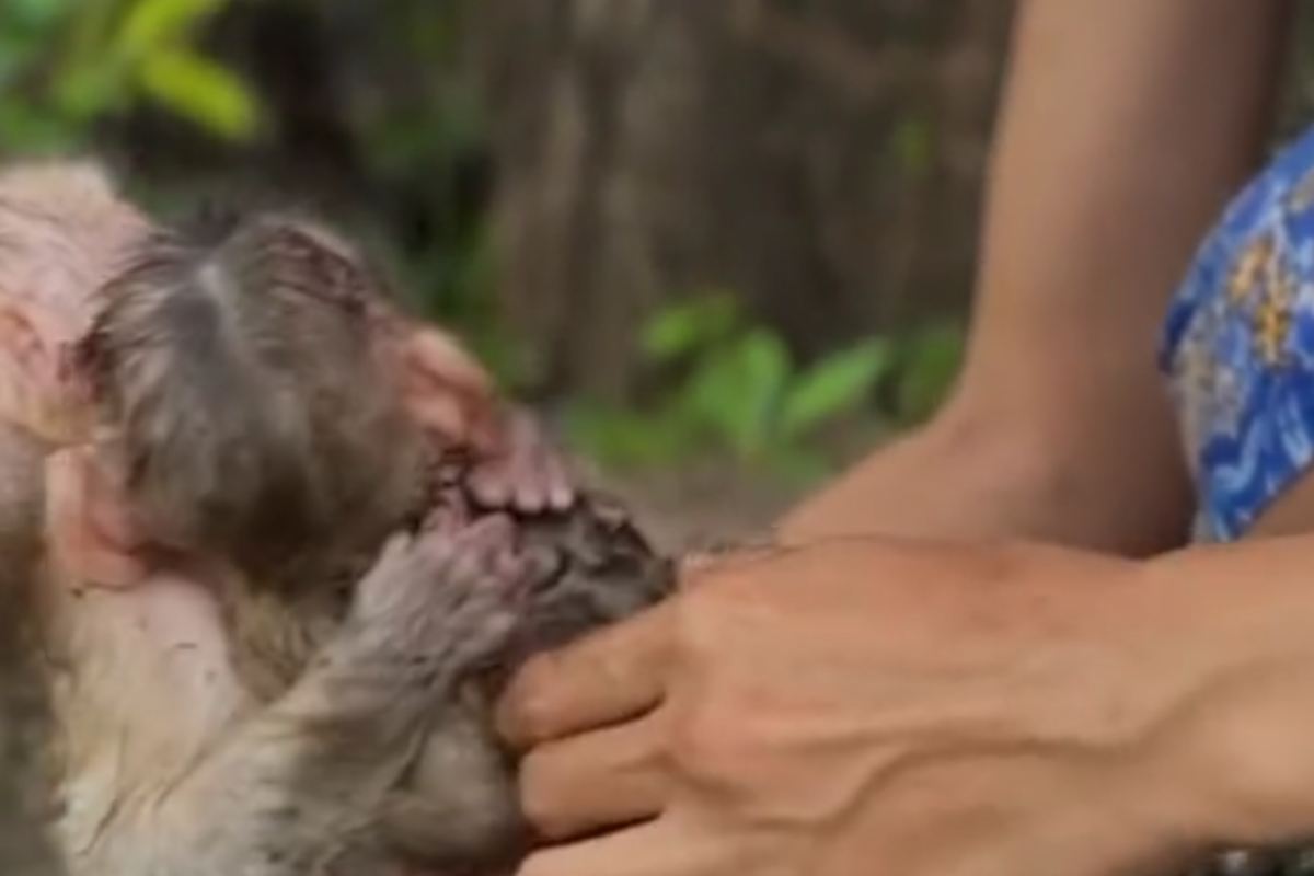 Fratelli animali