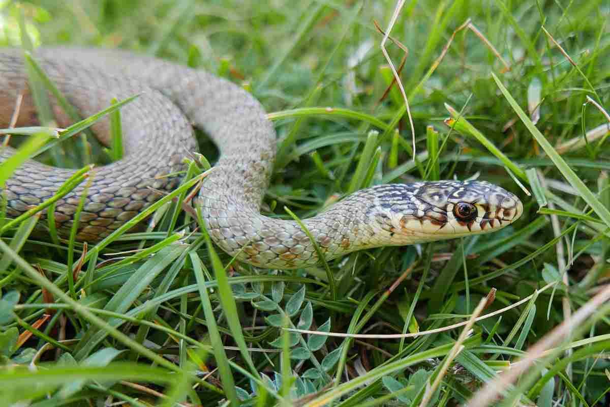 biacco habitat utilità storia info