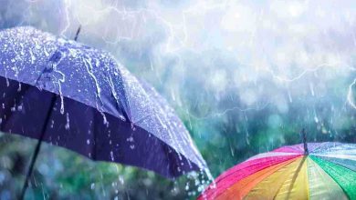 Unico animale che non si bagna quando piove