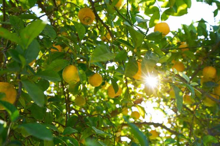 Alberi di limone a settembre