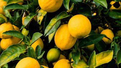 Alberi di limone a settembre